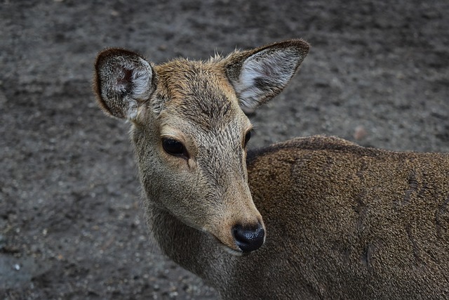 Nara deer park ancient temple pagoda autumn leaves Japan