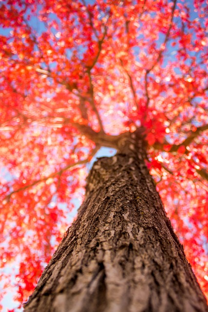 autumn foliage red maple leaves Japanese garden temple