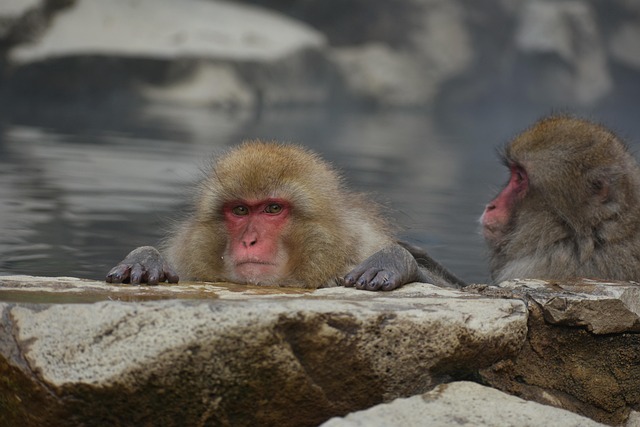 snow-covered onsen hot spring Japanese macaque monkey winter
